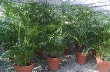 Palm Rentals thumbnail