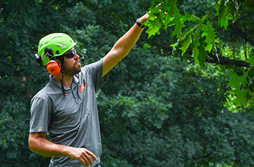 Tree replantings and removals thumbnail