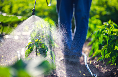 Man spraying plants